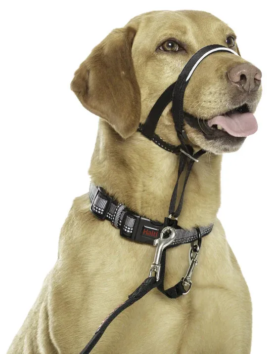 CoA Halti Headcollar
